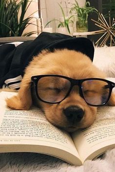 a dog wearing glasses is laying on top of an open book with its eyes closed