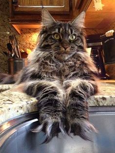 a cat is sitting on top of a washing machine and looking at the camera man