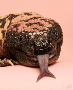 a close up of a snake with its mouth open