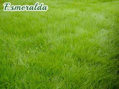 a white fire hydrant sitting on top of a lush green field