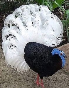 a black and white bird with feathers on it's head standing in the dirt