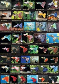 many different types of fish are shown in this poster, and there is also an image of