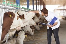 a man in white shirt standing next to cows with clipboards on their heads and looking at them