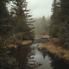 a stream running through a forest filled with tall pine tree's and foggy skies