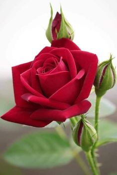 a single red rose with green leaves in the foreground and a light pink background