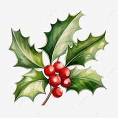 holly branch handdrawn watercolor vector illustration christmas holly berries a symbol of christma Holly Clipart, Holly Decorations, Christmas Sketch, Christmas Wall Stickers, Christmas Plants, Holiday Clipart, Wreath Watercolor, Christmas Bundle