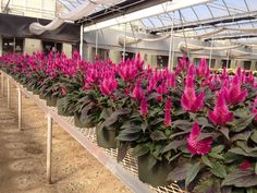 pink flowers are growing in the greenhouse