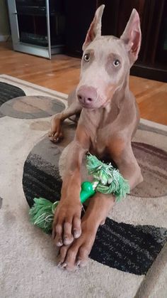 a brown dog laying on top of a rug next to a wooden floor with a green toy