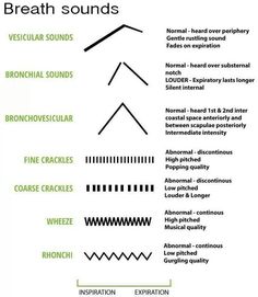 an info sheet with the words lung sounds and their corresponding lines in different colors, shapes, and sizes