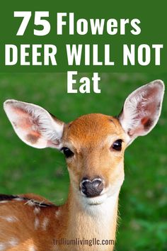 a deer with the words 75 flowers deer will not eat on it's head