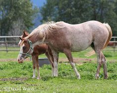 two horses standing next to each other on a lush green field