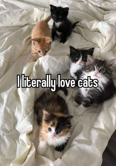 four kittens laying on top of a bed with the caption literally love cats