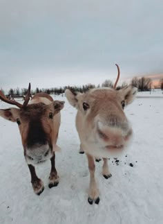 two reindeers standing in the snow with their heads turned to look at the camera