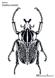 a black and white drawing of a beetle with the words, goliathus orientalis