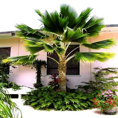 a large palm tree sitting in front of a white building with lots of plants around it