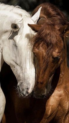 two brown and white horses standing next to each other