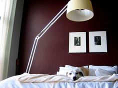 a dog laying on top of a bed under a lamp