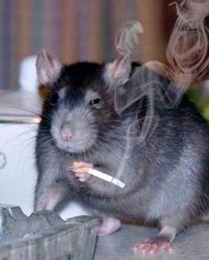 Rattus Rattus, 헬로키티 배경화면, Funny Rats, Fancy Rat, A Rat, Funny Animal Photos, Rat Terriers, Gerbil