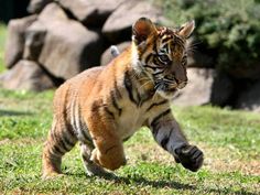 a small tiger cub running in the grass