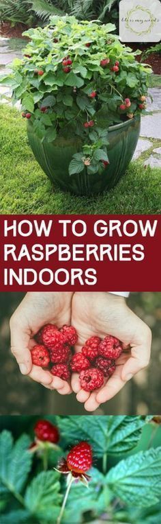 how to grow raspberries indoors in the garden