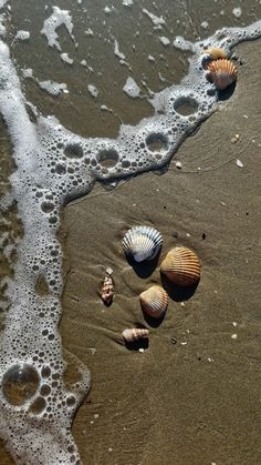 three seashells are on the sand at the beach near the water's edge