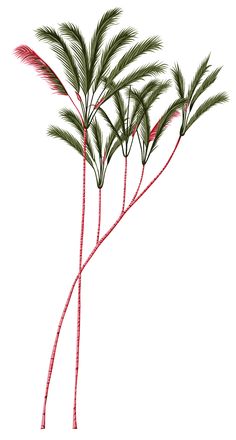 three palm trees with red stems on a white background