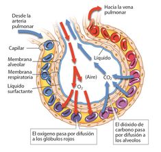 diagram of the structure of an occipitum and its major parts labeled in spanish