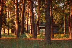 there is a tent in the middle of the woods with trees around it and a house in the background