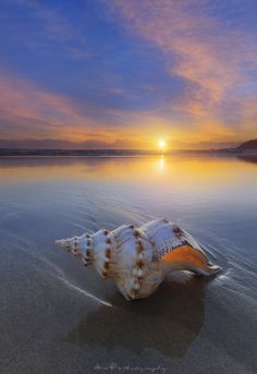 a sea shell on the beach at sunset