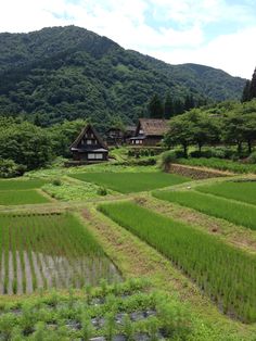 rice fields in front of houses with mountains in the background