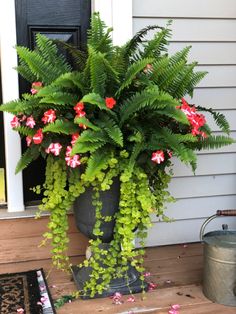 a large potted plant sitting on top of a wooden porch