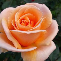 a peach colored rose with green leaves in the background