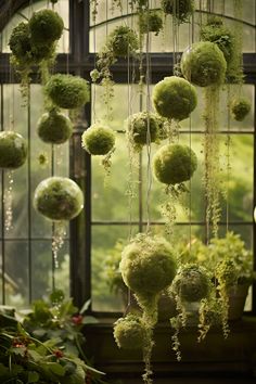 moss balls hanging from the ceiling in front of a window with plants growing on it