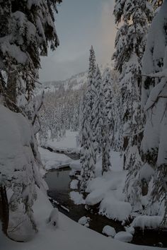 snow covered trees line the edge of a river