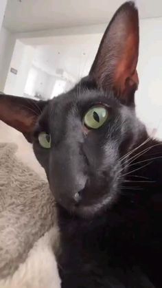 a black cat with green eyes laying on top of a bed looking at the camera