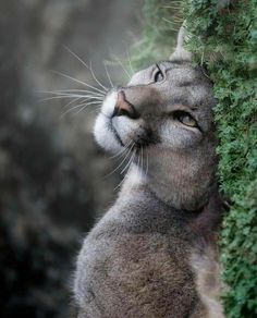 a close up of a cat near a tree