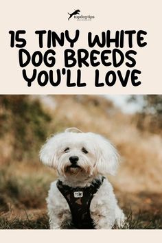 a small white dog wearing a harness and sitting in the grass with text that reads, is tiny white dog breeds you'll love