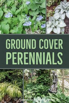 Ground Cover Plants For Shade (Perennials That Keep Weeds Down) Ground Cover Perennials, Plants For Shade, Ground Orchids, Perennial Ground Cover, Virginia Bluebells, Shade Loving Perennials, Backyard Trees