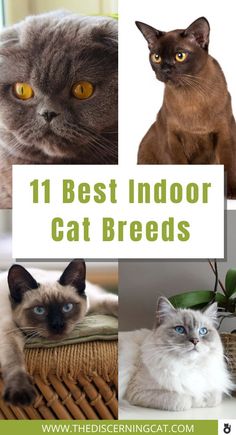 the top ten best indoor cat breeds