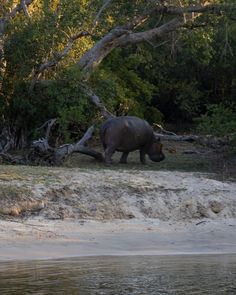 a hippopotamus walking along the edge of a body of water