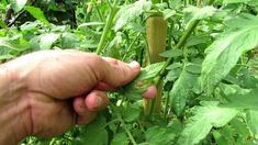 a hand holding up a plant in the middle of a field with lots of green leaves