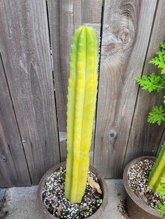 two potted plants sitting next to each other in front of a wooden fence,