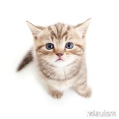 a small kitten with blue eyes looking up at the camera on a white background stock photos