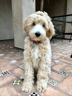 a small white dog sitting on top of a tiled floor