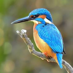 a blue and orange bird sitting on top of a tree branch