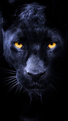 a black panther with yellow eyes looks into the camera, while it's dark