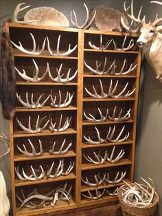 the antlers are mounted on the wall behind the bookshelf in the room