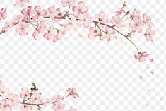 pink flowers on a white background with no background, hd png and psd