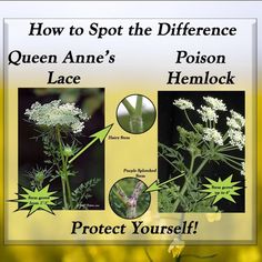 an image of how to spot the differences between queen anne's and prison hemlock