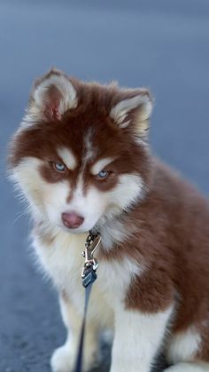 a brown and white puppy sitting on the ground